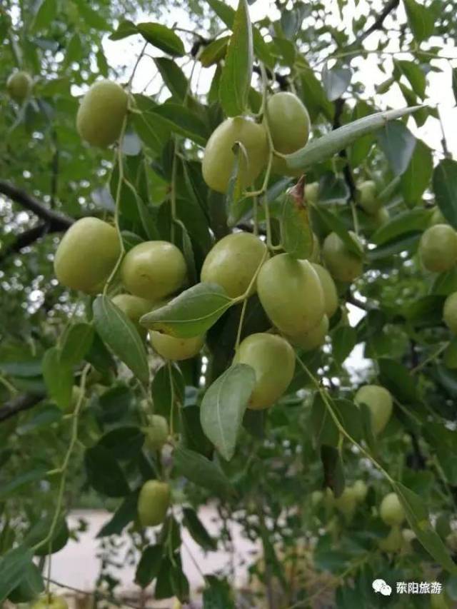 原料选择→洗枣→烫红→晒红→煮枣→焙烘→晒枣→再烘→分级→包装让