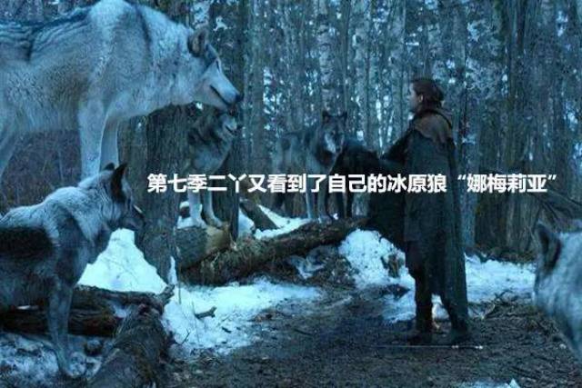 淑女是随奈德一行前往君临的两匹狼之一 话说二丫艾莉亚的冰原狼因