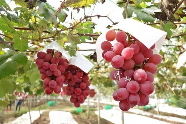 中国最牛民间育种家推出百个葡萄新品,"东方蓝宝石"成