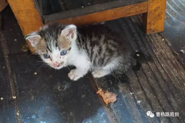 还记得那五只被遗弃在垃圾桶旁边的小奶猫吗?