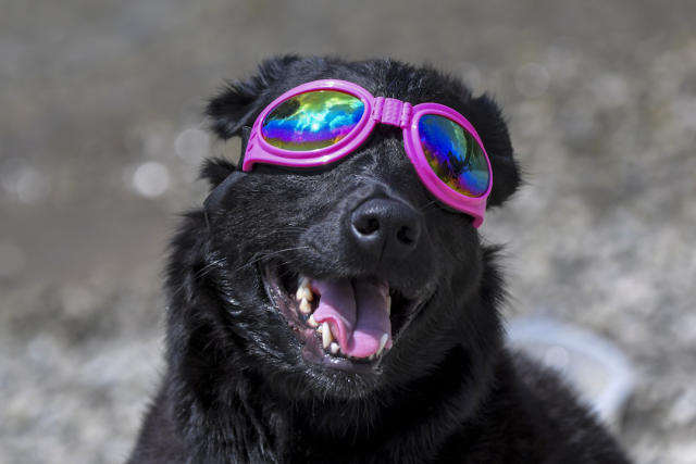 2017年8月21日,美国田纳西州城市纳什维,一头狗带着墨镜准备看日蚀.