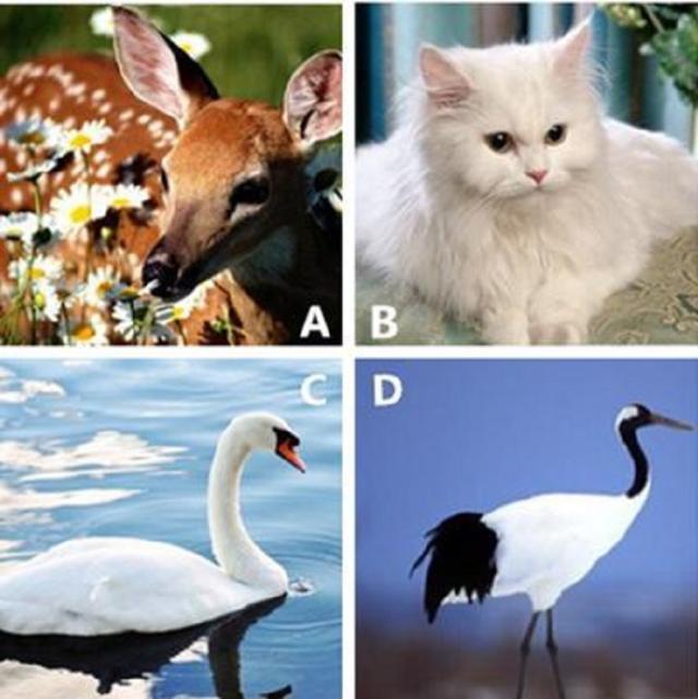 心理测试:你觉得你是哪只优雅动物?测恋爱中你高贵or犯贱