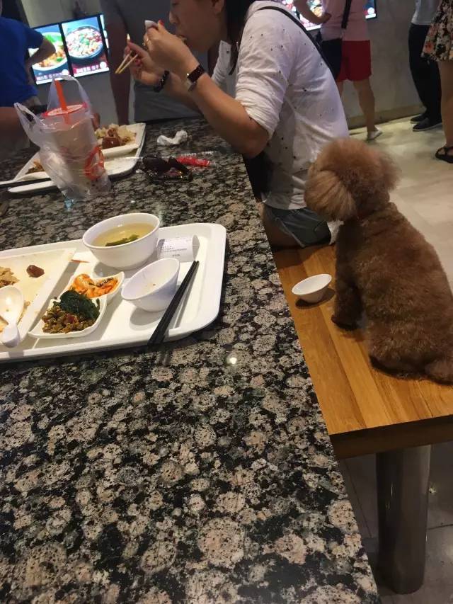 一对情侣正在餐厅吃饭,身边狗狗的一个行为让人看傻眼