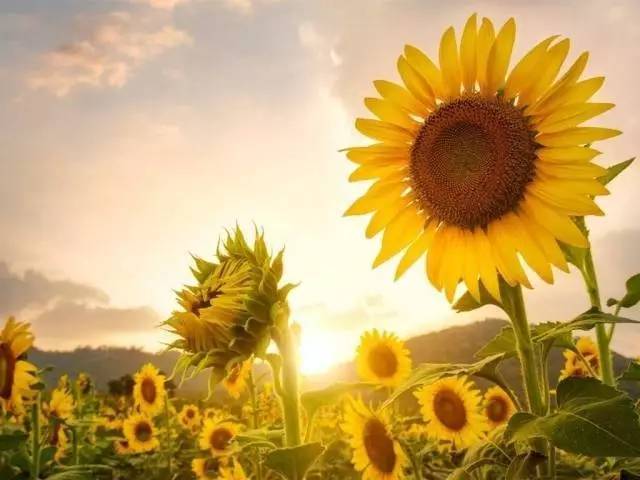 夏日里的向阳双姝,太阳花与向日葵.