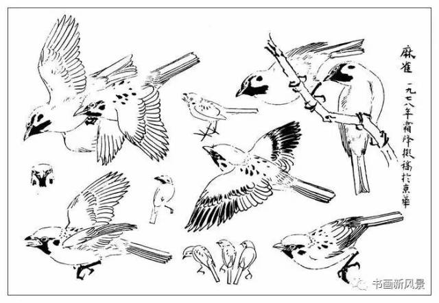 大师孙其峰《百鸟白描画谱》300幅!极品收藏!