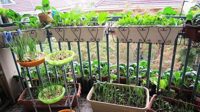 阳台种菜比种花好,小阳台瞬间变成"小菜园"