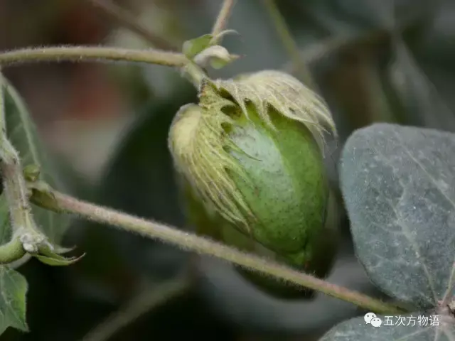 棉花的果实,民间一般谓之"棉桃"或"棉铃,因其稍类似于初生毛桃或铃的