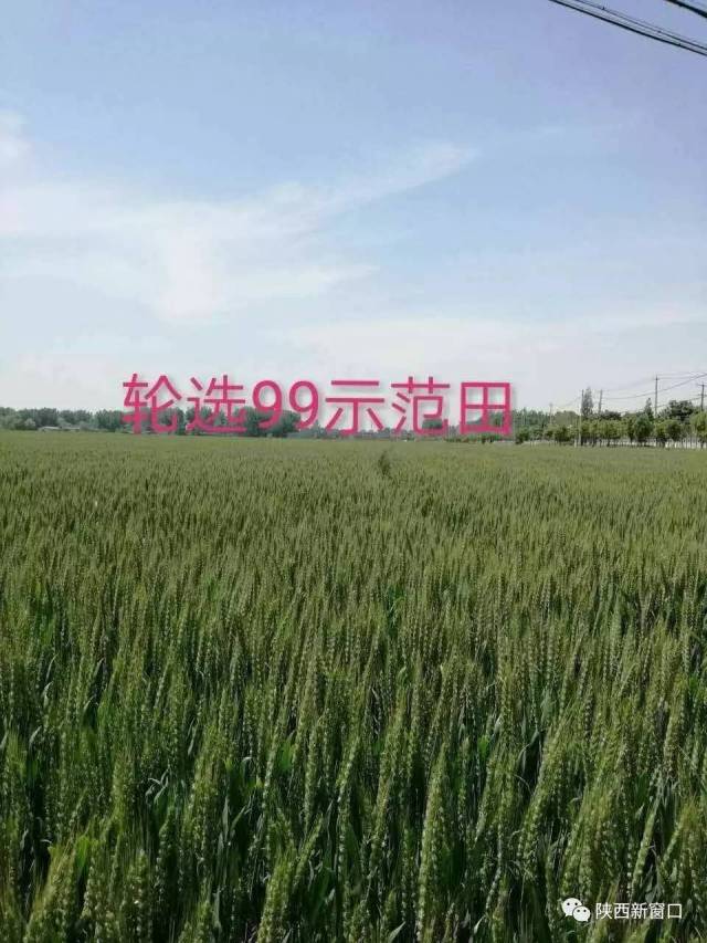 国审小麦良种衡6632穗大!矮杆!抗病抗倒!产量高,耐旱节水抗冻好!