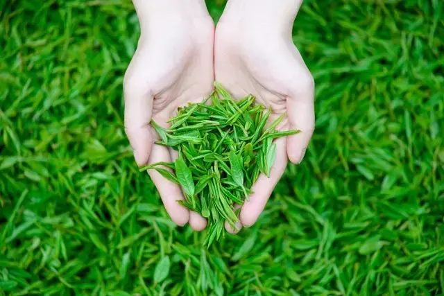 这天,乾隆皇帝看见几个乡女正在十多棵绿荫荫的茶蓬前采茶,心中一乐