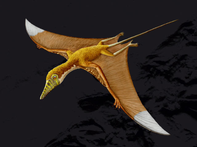 道恩翼龙是最大的翼手龙之一,距今约90006600万年(白垩纪晚期).