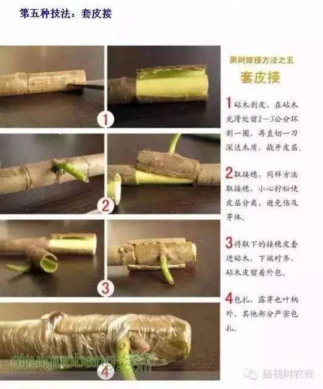 史上最全的12种果树嫁接技术图解!有图有真相