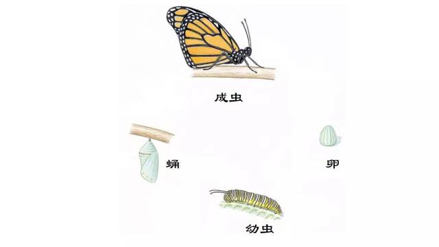 蝴蝶的发育过程图片_纵览新闻