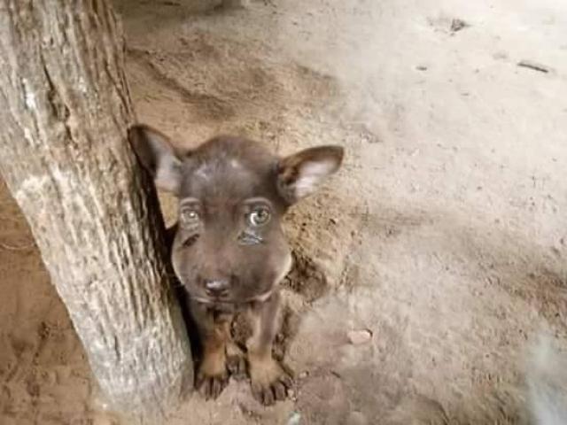 蜜蜂蛰了狗狗的图片 82ebce11ff9a4f64b79f8558f240e1b5.jpeg