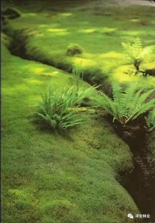 苔藓|上帝遗失的一抹绿色,美得不可方物