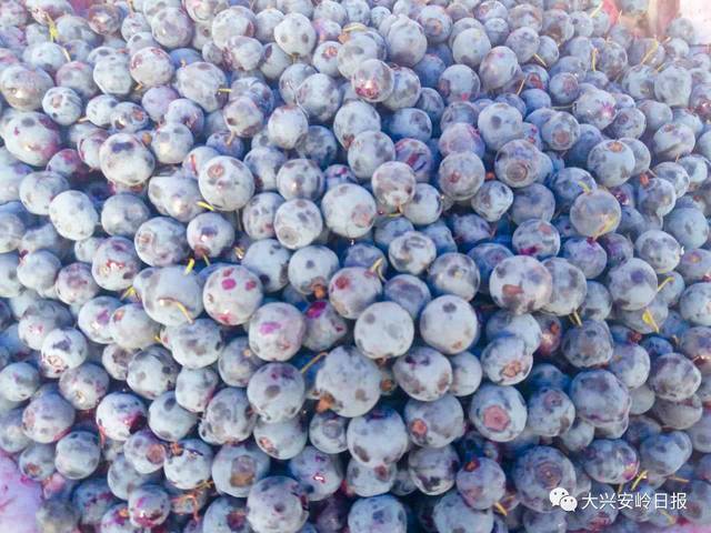 蓝莓多大的盆 cfe8f6c386fc400d9f563d2cf4bc1bf7.jpeg