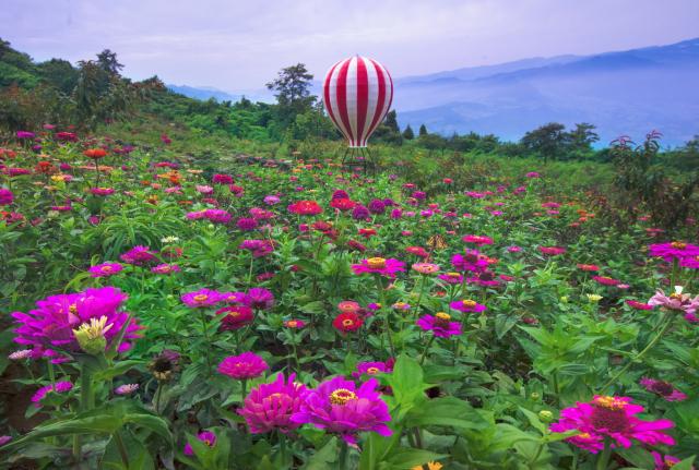 重庆周边游9月看花海推荐