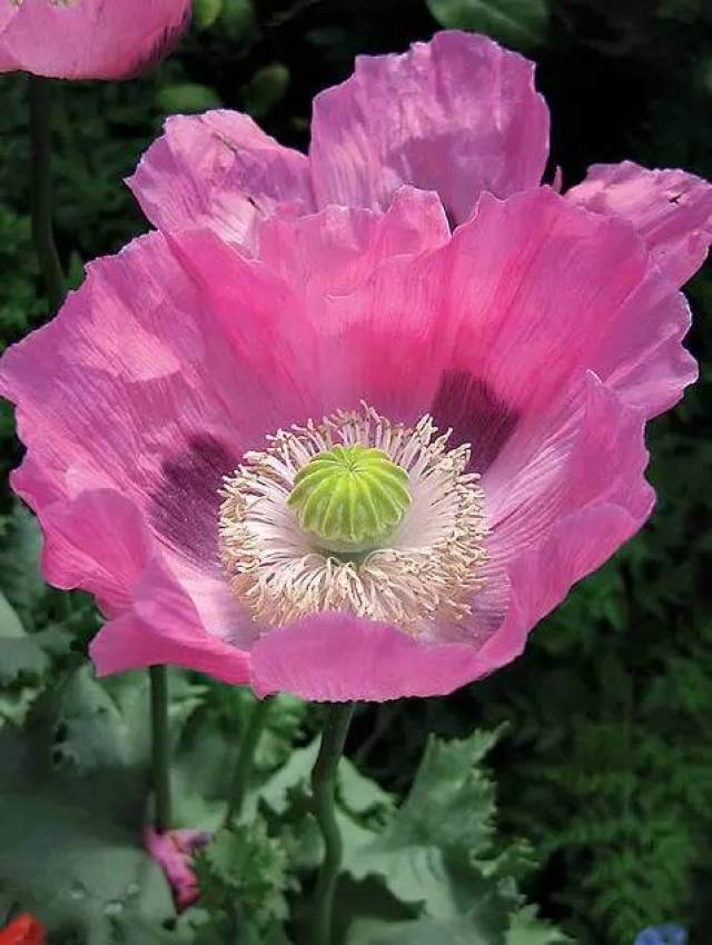 图集|世界上最美的花之一!七彩罂粟,美的让人上瘾!