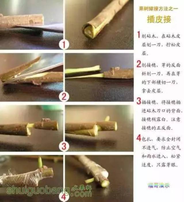 干货! 果树12种嫁接法演示图 插皮接 嵌芽接 切腹接