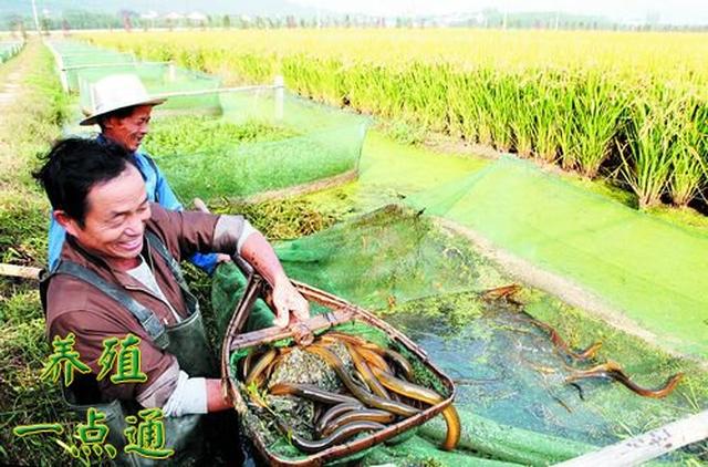 黄鳝五种常见养殖模式,因地制宜可有效降成本