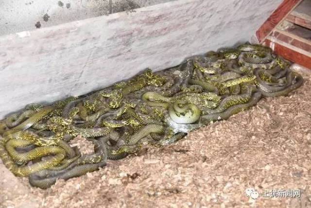 【记者探访】上犹这个乡有能飞上天的"飞鸡",赣州最大的蛇园,还有.