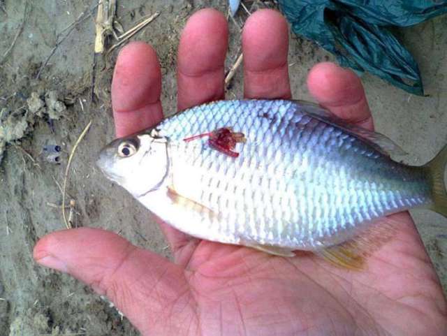 鳑鲏怎么钓得多 67bcea1cbcc0424cbd9ca48ee4a97d16.jpeg