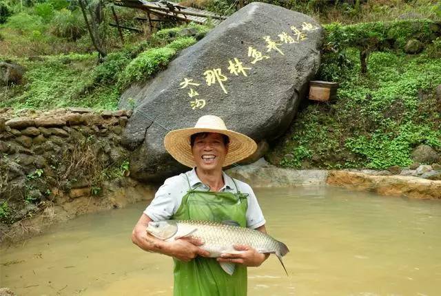 喝水质清新,溶氧充足的长流山泉水,吃天然嫩草,菜叶长大的那林鱼