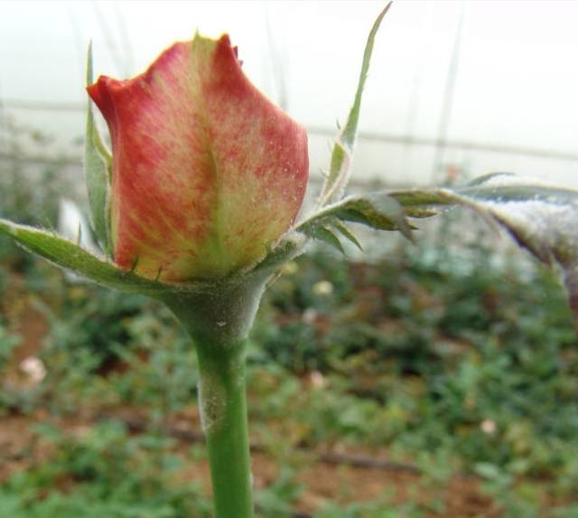 症状:首先从中上部开始,叶片,花蕾及嫩稍上发生.