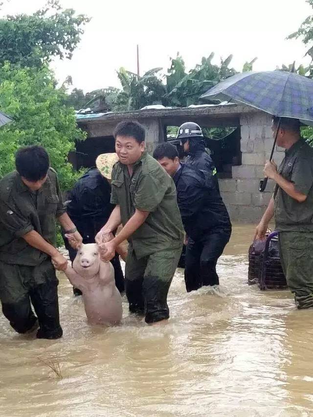 暴风雨过后,这只"强颜欢笑猪"火了!