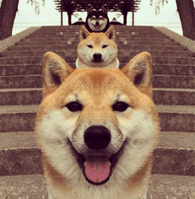 教你怎么在七夕正确虐狗