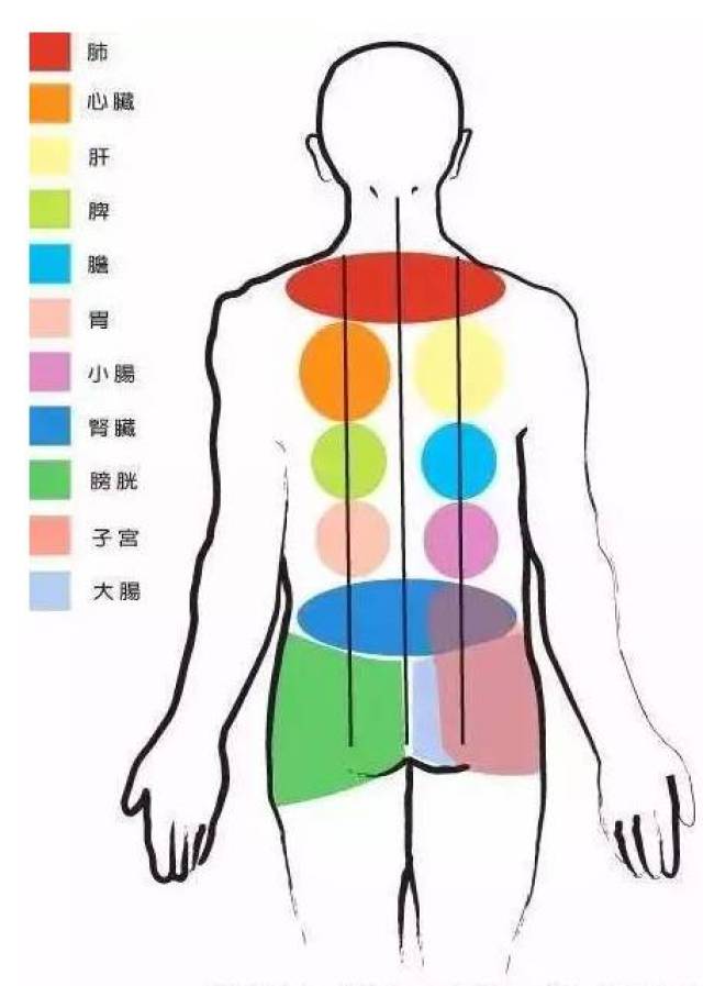 人体的五脏六腑均可在背部找到相应的对应区,如背上部对应肺和心脏,背