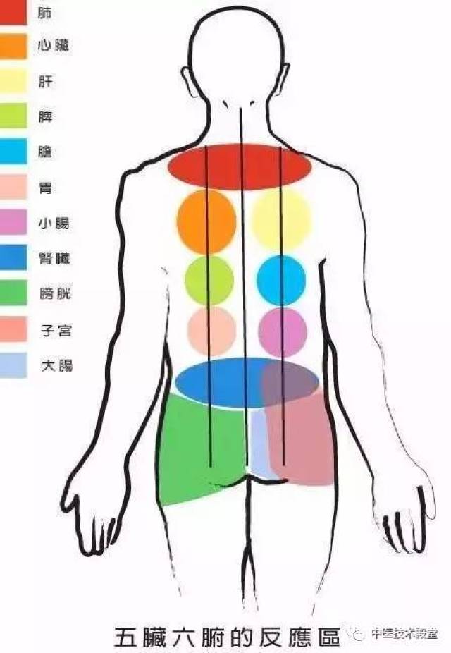 膀胱经在人体的背部,人体的五脏六腑均可在背部找到相应的对应区,如