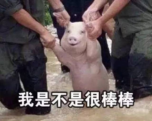 救灾中的微笑猪 | 你们救我难道是为了表情包?