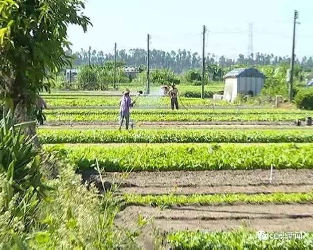 【农社对接】打造蔬菜生产经营新模式 助力汕