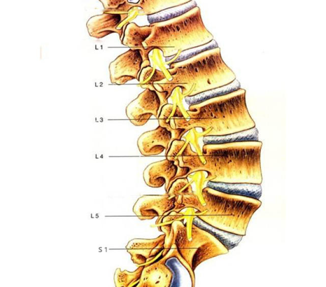 首先,我们了解一下腰椎,人体有五个腰椎,每一个腰椎由前方的椎体和