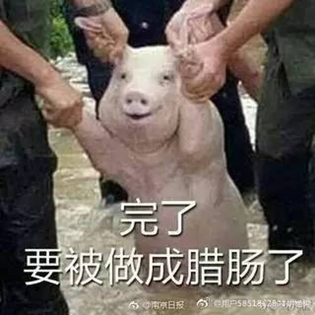 救灾中的微笑猪 | 你们救我难道是为了表情包?