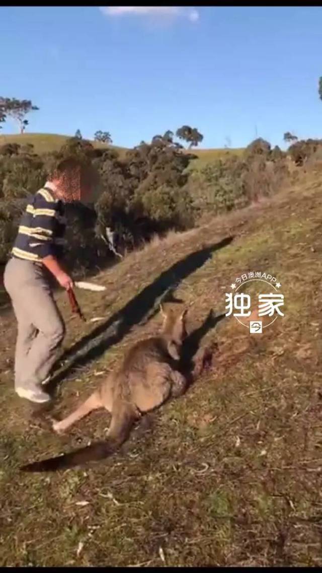 澳洲华人涉嫌虐杀袋鼠连割19刀!还拍视频笑声连连!