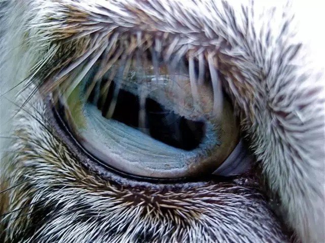 山羊的眼睛. 山羊瞳孔的阔度使它们拥有330度的可视范围↓