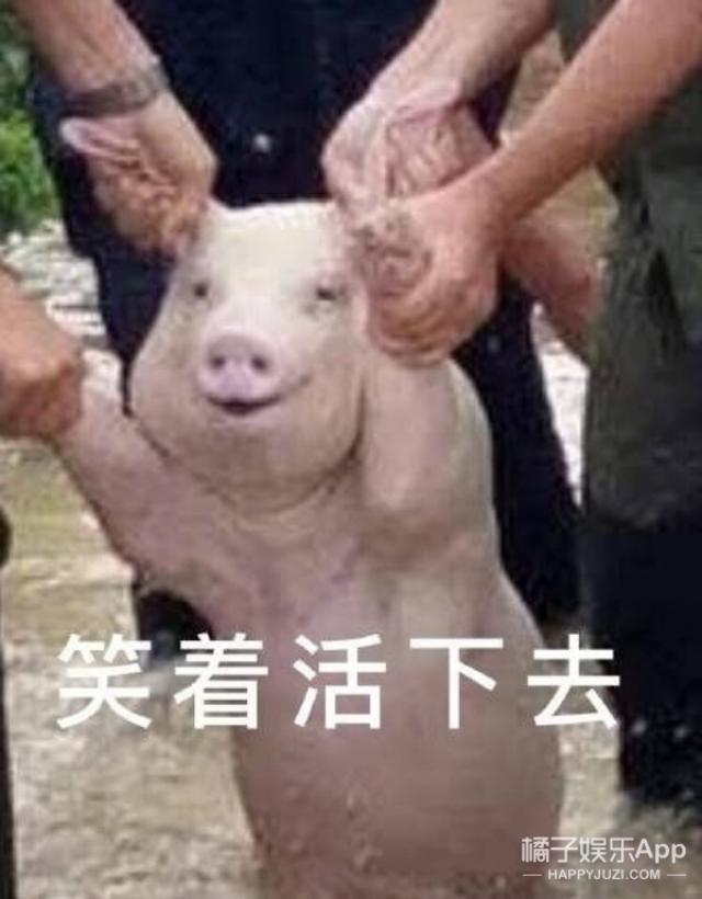 继吸猫吸狗之后又开始流行吸猪,这只中国网红猪竟然红