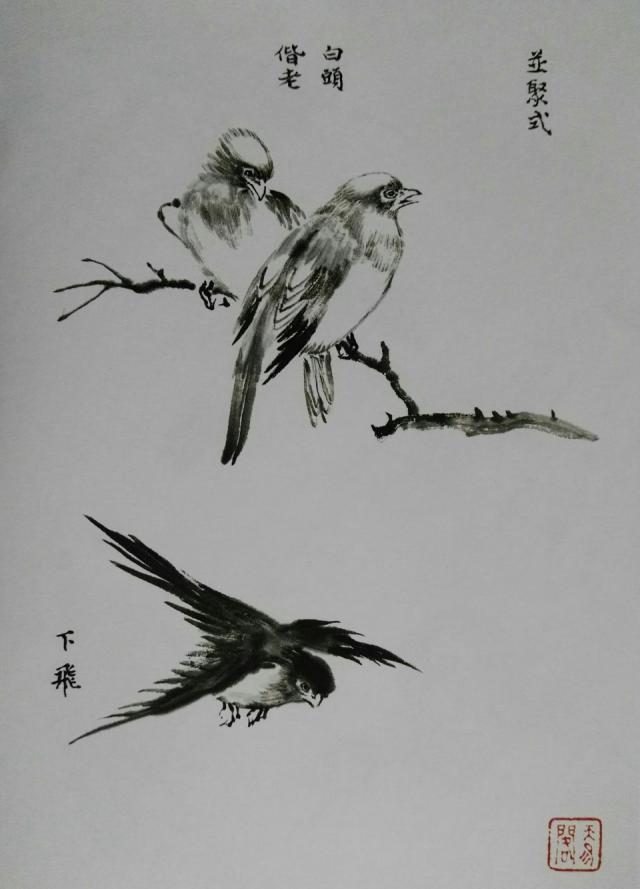 画鸟技法12个步骤分解和21种姿势,让你轻松入