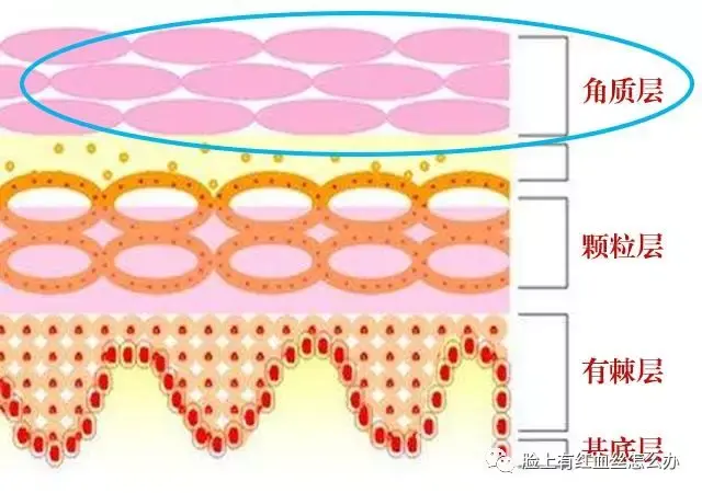 面部角质层就像皮肤的一道天然防护层!