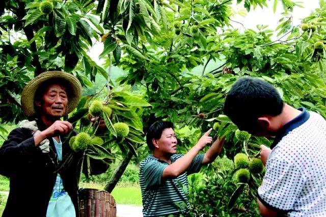 市民或外地朋友来信阳自驾采摘板栗时,一定要注意行车安.