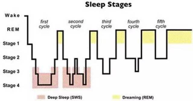 一文掌握睡眠分期 | 温故知新