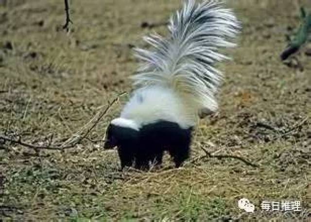 臭鼬喷出的臭屁到底有多臭?-宠物频道