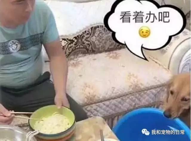 金毛:你自己看着办