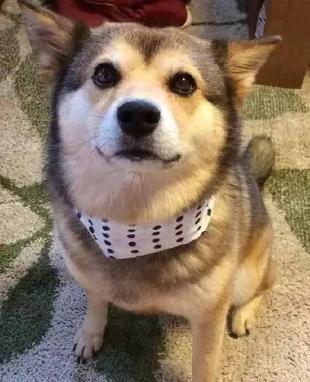 二哈与柴犬相遇,谁才是真正的戏精王,表情帝?