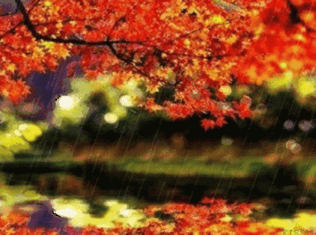 窗外的香樟树,在一夜雨的润泽下,很是动人.