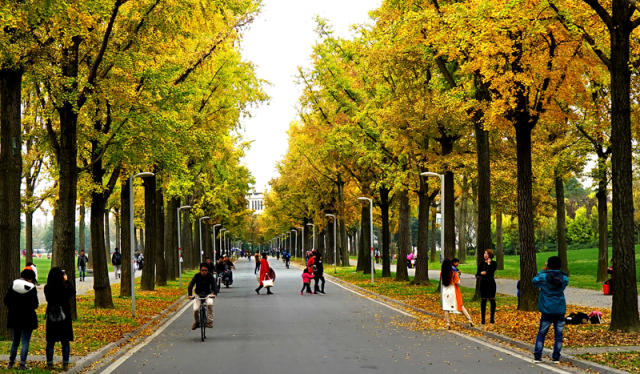 也总能在道路上觅到银杏的踪迹,成都的电子科技大学,校内的银杏大道在