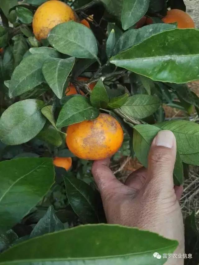 沃柑花皮果!分析花皮果产生的原因及防治策略