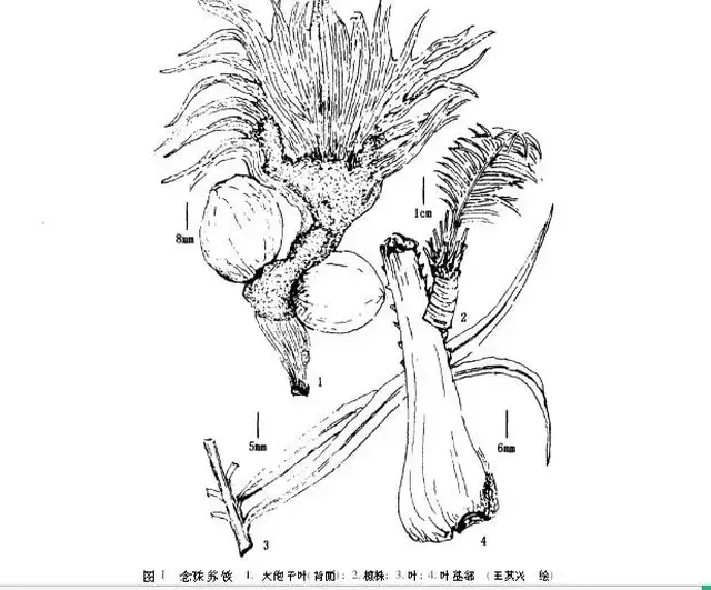 直径达50cm;雄球花狭圆柱形,黄色,长30~60cm,直径5~12cm;大孢子叶不育