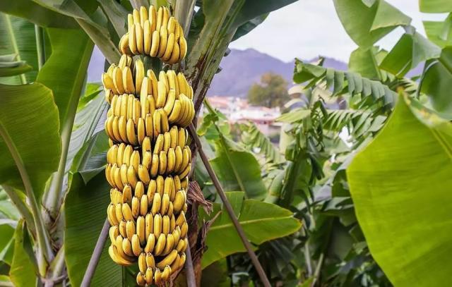 "用乙烯利催熟的香蕉会导致儿童性早熟",其实也只是一则谣言而已.